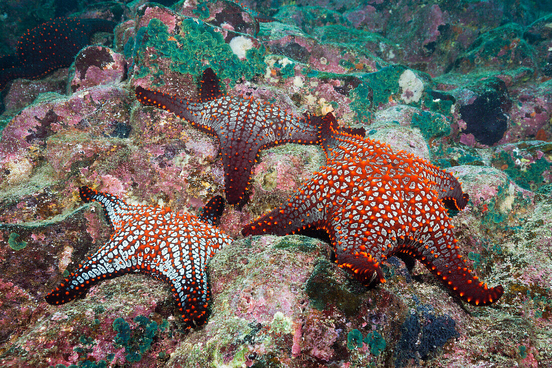 Noppen-Seesterne, Pentaceraster cumingi, Baltra Island, Galapagos, Ecuador