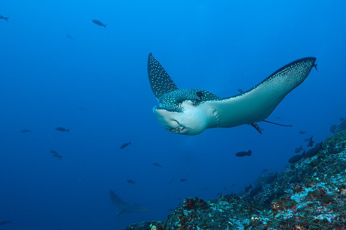 Adlerrochen, Aetobatus narinari, Wolf Island, Galapagos, Ecuador