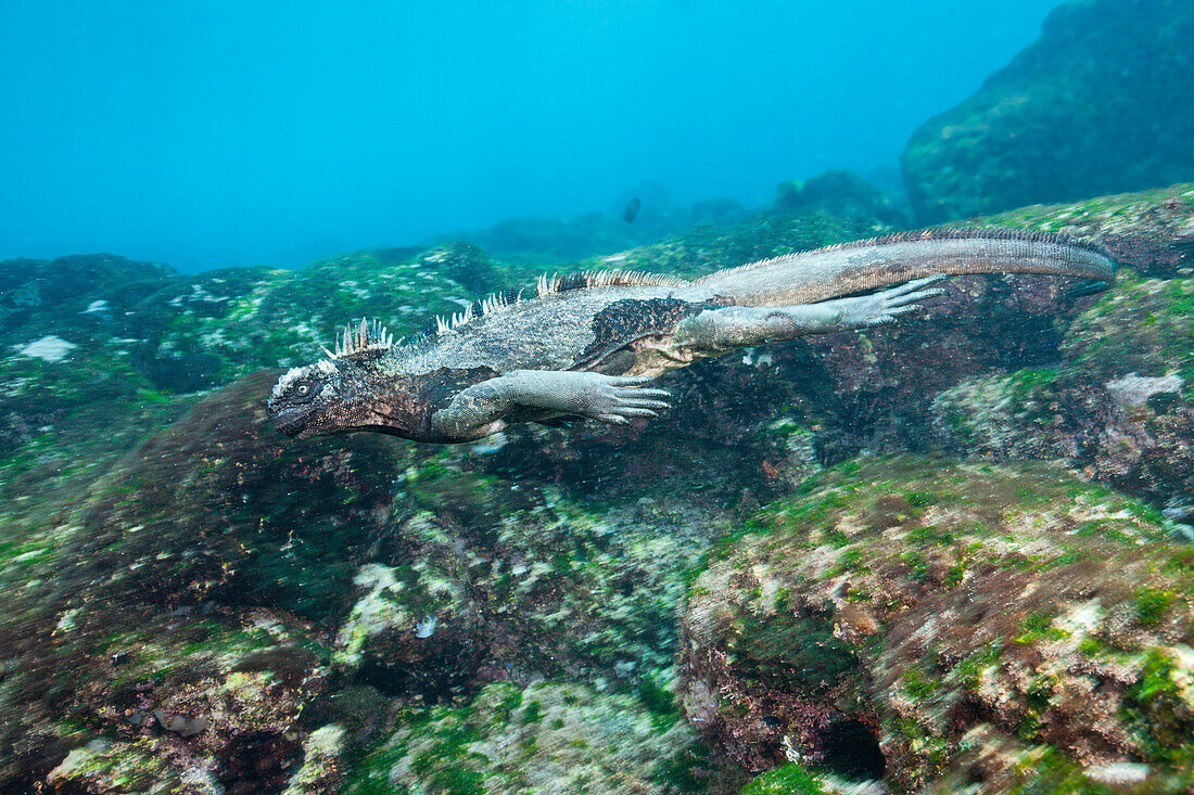 Galapagos-Meerechse, Amblyrhynchus cristatus, Cabo Douglas, Fernandina Island, Galapagos, Ecuador