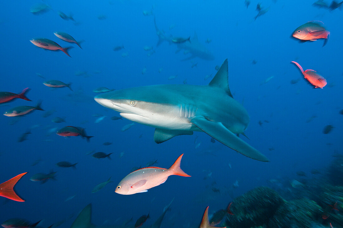Galapagos Shark, Carcharhinus galapagensis, Wolf Island, Galapagos, Ecuador