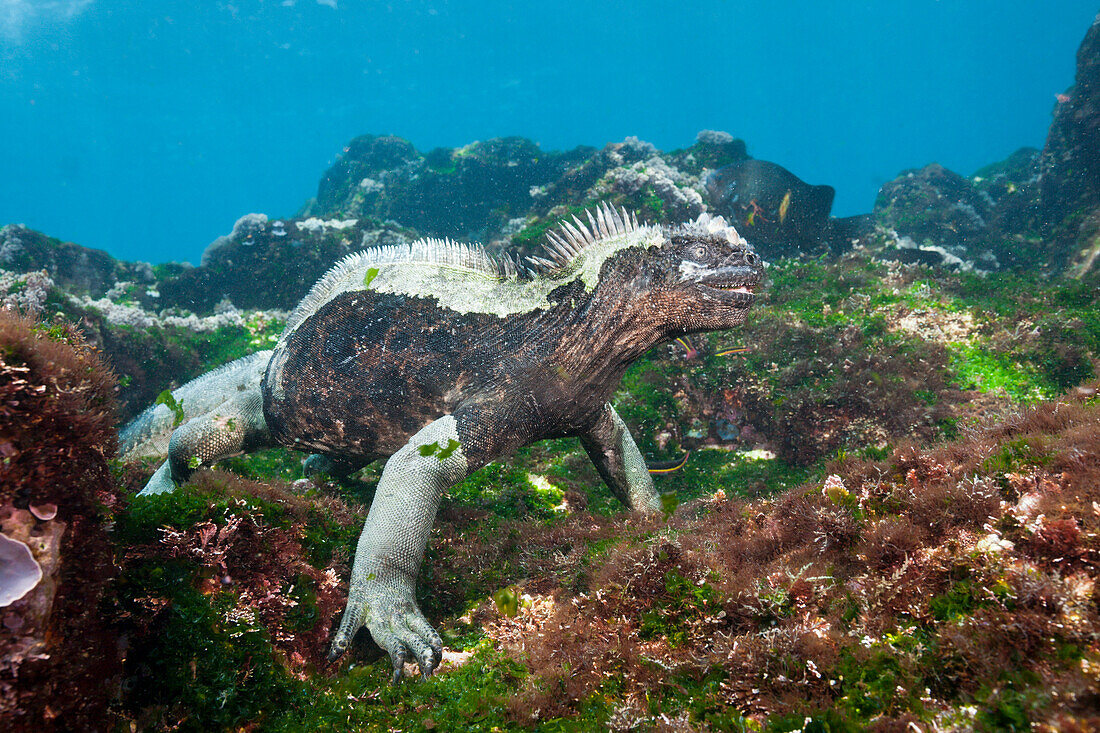 Galapagos-Meerechse, Amblyrhynchus cristatus, Cabo Douglas, Fernandina Island, Galapagos, Ecuador