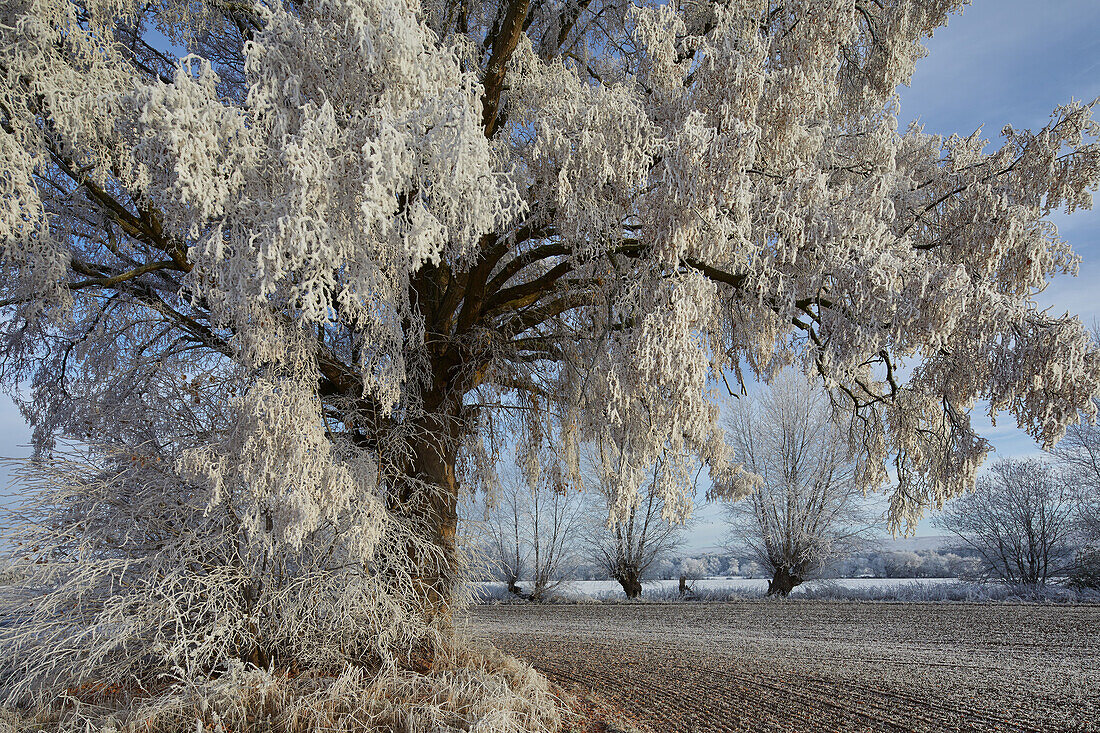 Frost on large leaved lime tree with and pastures near Parkentin, Mecklenburg Vorpommern, Germany