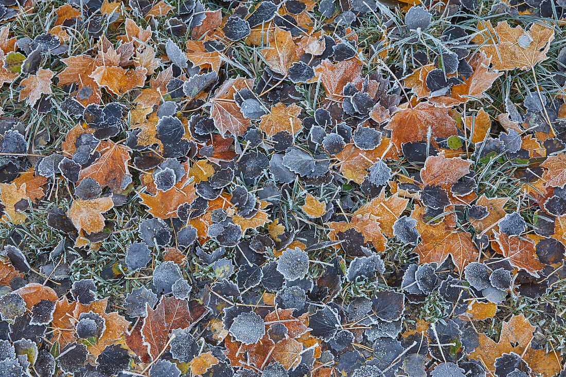 Hoarfrost on leaves in late autumn, Germany