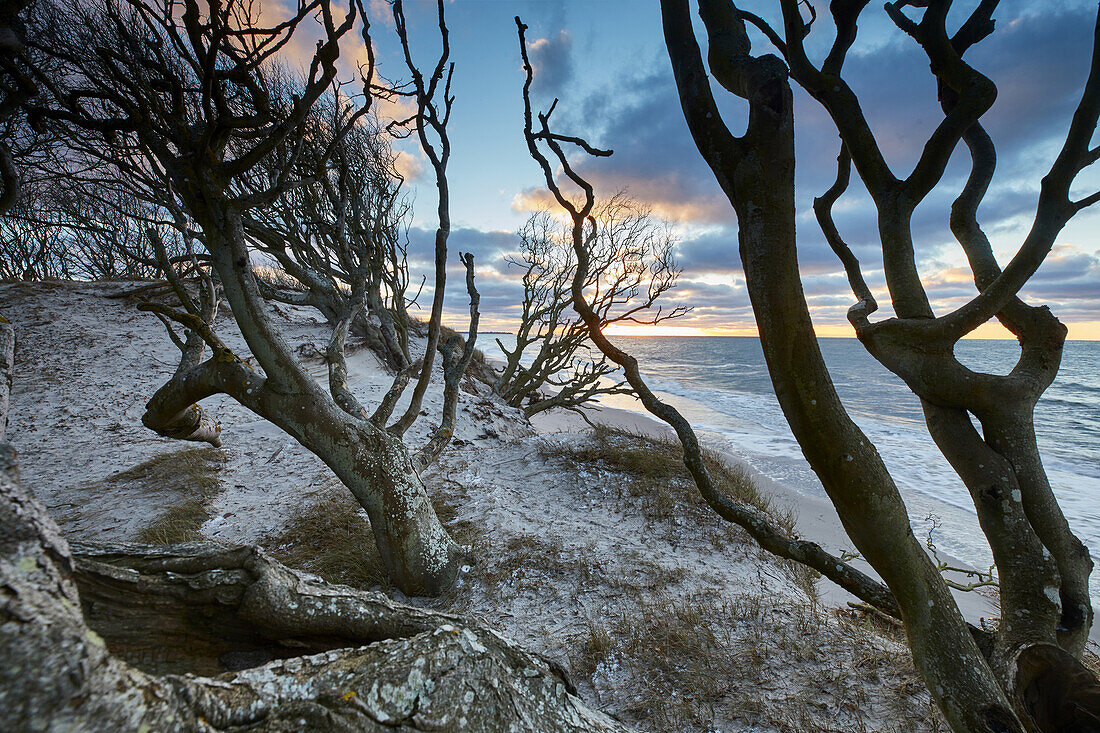 Buchenwald am Weststrand, Darß, Ostseeküste, Mecklenburg Vorpommern, Deutschland