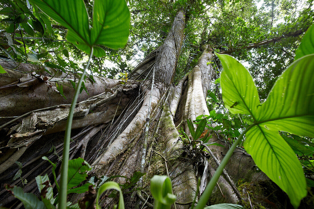 Ficus trees in the rainforest, Costa Rica, Central America