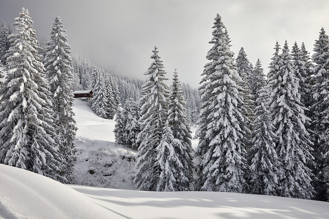 Winter in den Alpen bei Lenzerheide, Graubünden, Schweiz