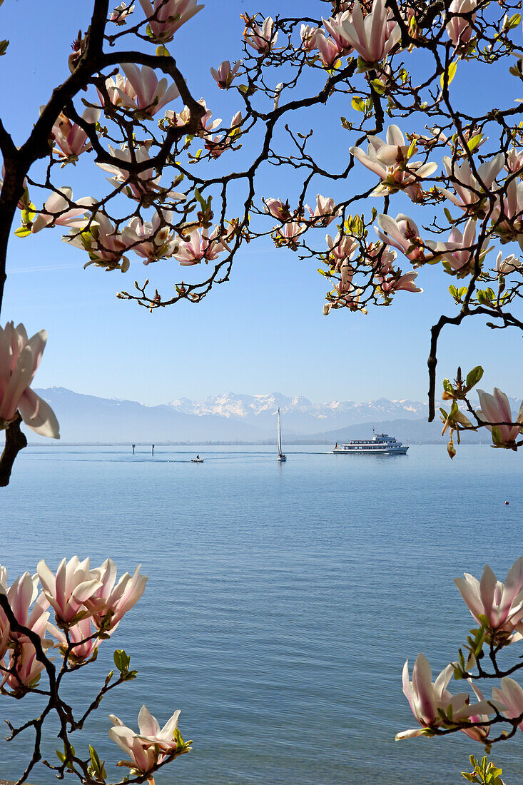 Magnolia tree in bloom and Lake Constance, Baden-Wuerttemberg