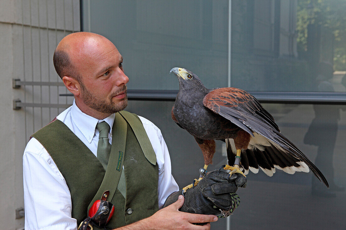 Falconer with his hawk, chasing pigeons, Kensington, London, Great Britain