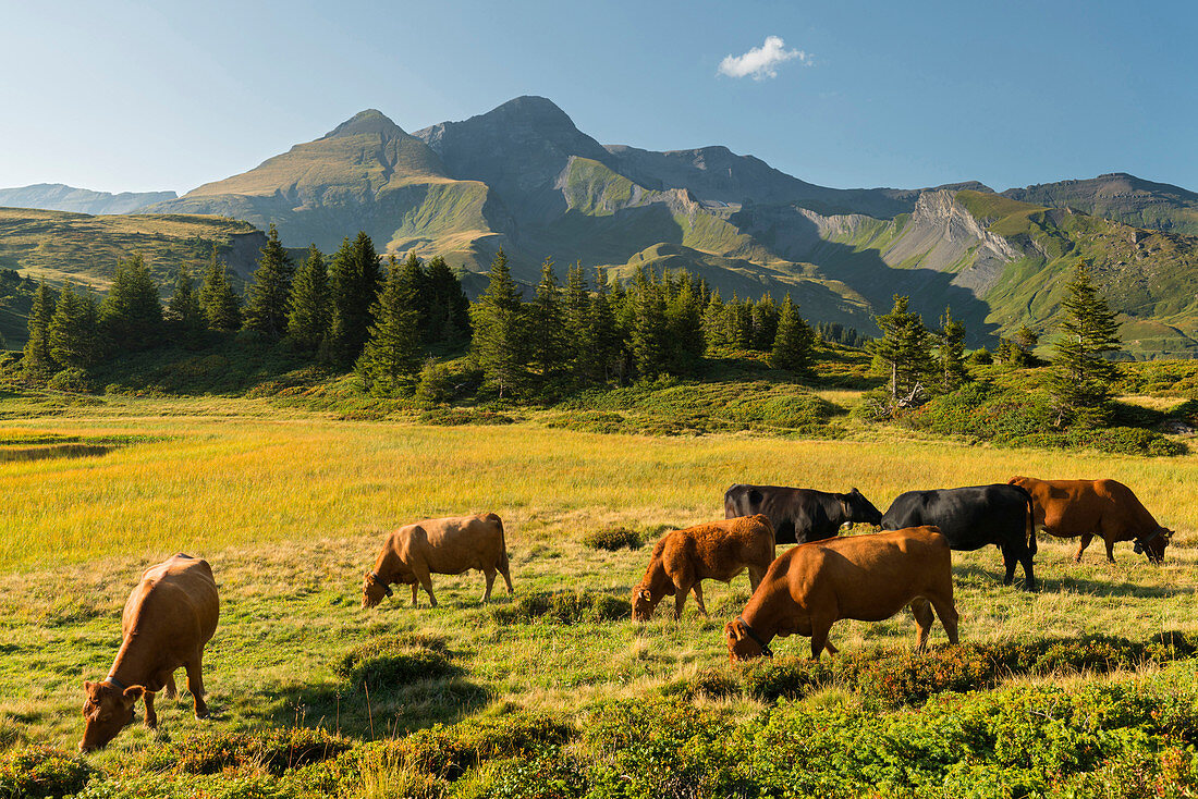 Schwarzhorn, Kühe, Große Scheidegg, Grindelwald, Berner Oberland, Schweiz