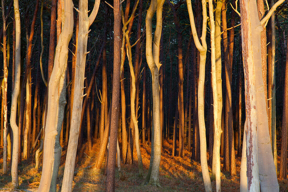 Sunset, Golden, Trees, Forest, Baltic Sea, Darss, Coast, National Park, Germany