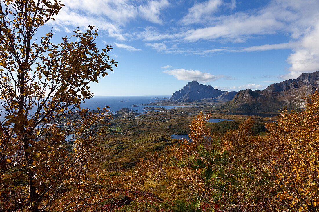 Vagakallen, Berge Herbst, Baum, Laubfärbung, Aussicht, Lofoten, Austvagoya, Norwegen