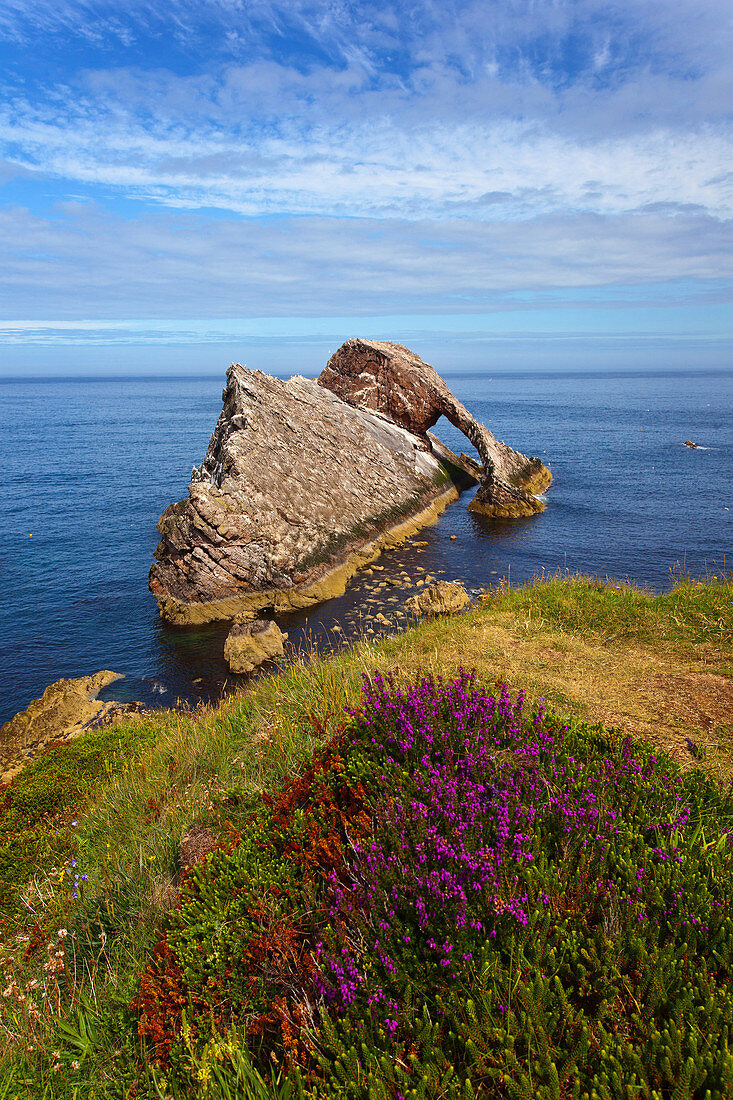 Bow Fiddle Rock, Portknockie, Seevögel, Felsen, Insel, Küste, Schottland