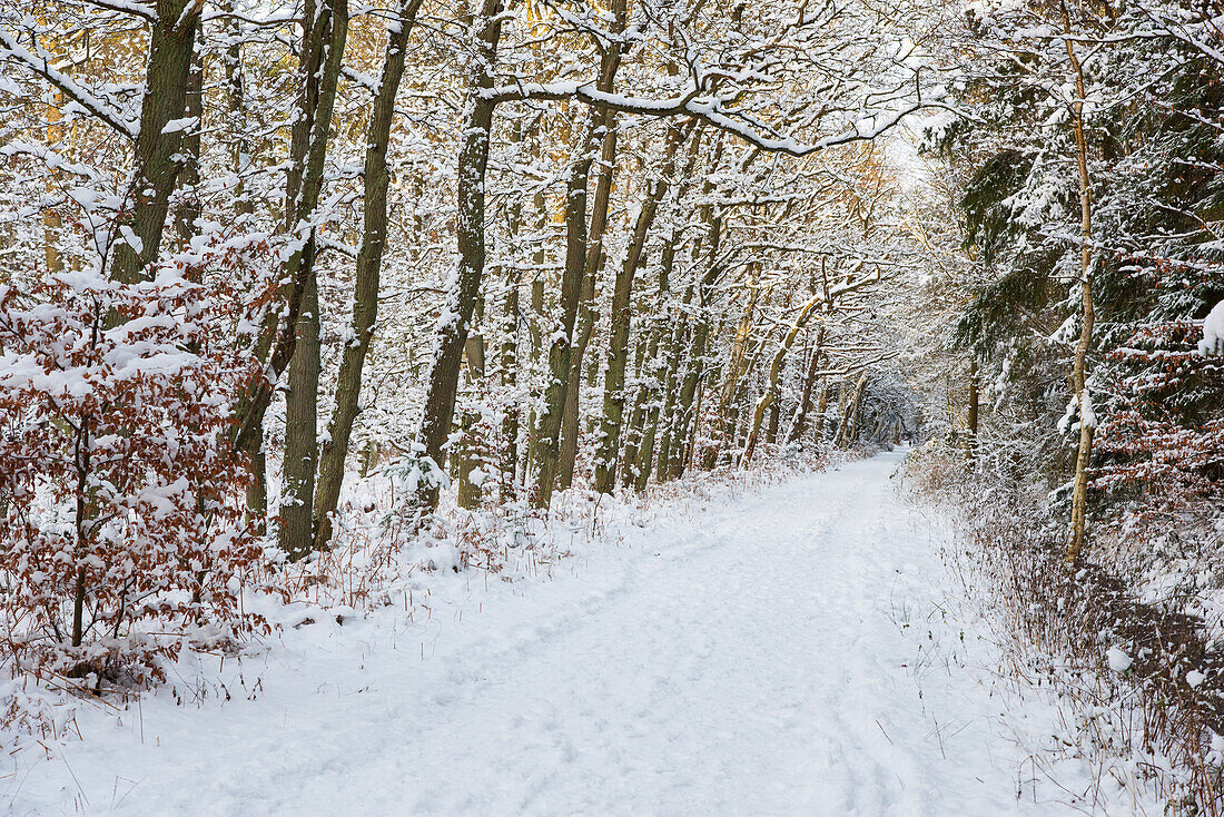 Wald, Weg, Winter, Schnee, Spazieren, Ostsee, Darsser Wald, Deutschland