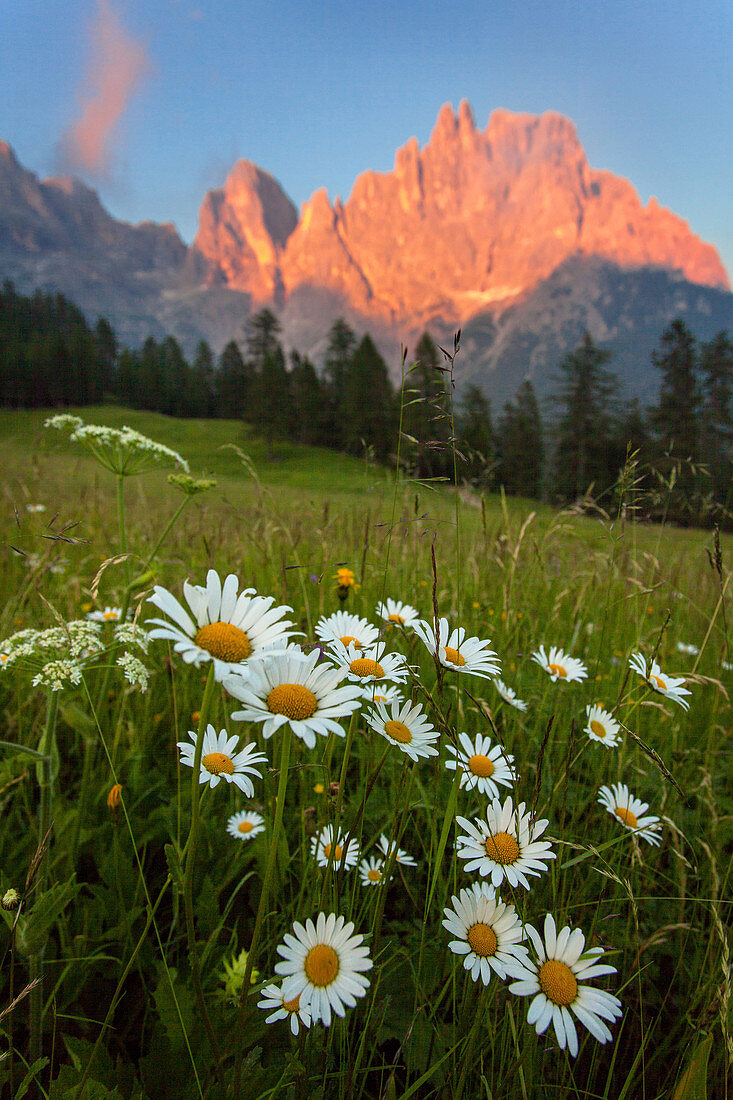 Sonnenuntergang, Wiese, Blumen, Sommer, Berge, Pale di San Martino, Dolomiten, Italien