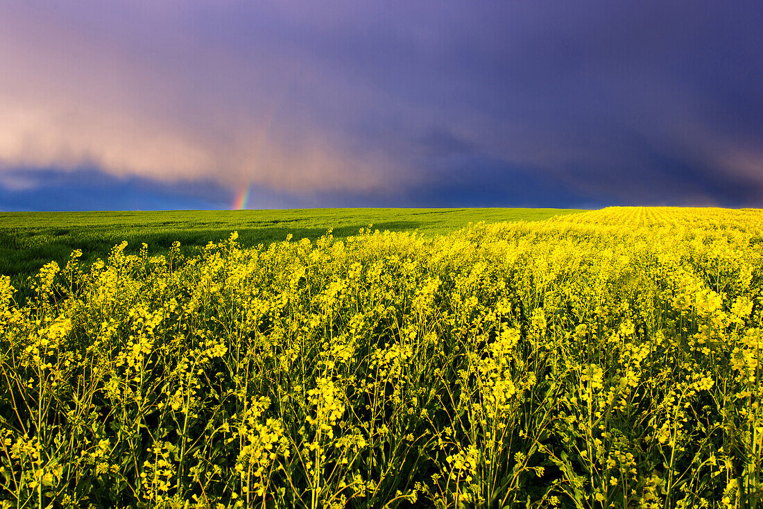 Sunset, Storm, Rainbow, Coleseed, Field, Summer, Saxony-anhalt, Germany, Europe
