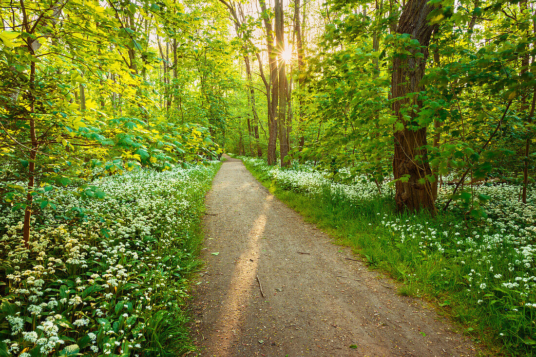 Sun, Forest, Bears Garlic, Wildflower, Spring, Park, Leipzig, Germany, Europe