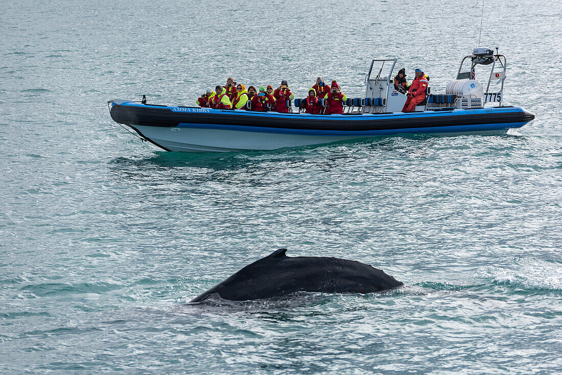 Boat, Whale Watching, Skjalfandi, Husavik, Bay, Iceland, Europe