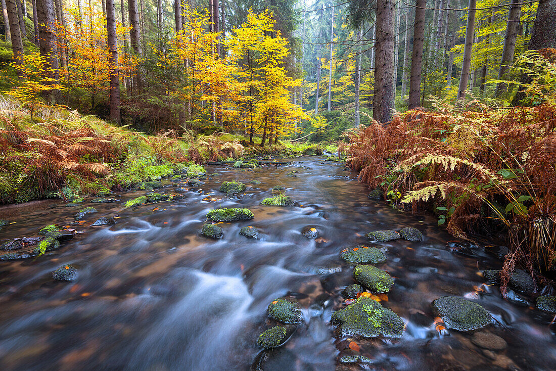 Autumn, Khaa Valley, Kirnitzsch, River, Valley, Bohemian Switzerland, Elbe Sandstone Mountains, Germany, Europe