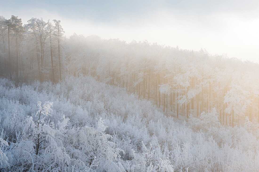 Raureif in the Wienerwald, Badener Lindkogel, Lower Austria, Austria