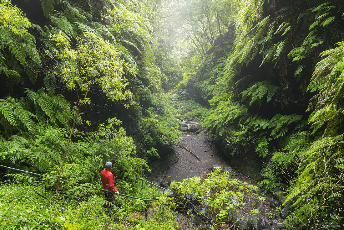 Los Tilos Canyon, Barranco del Aqua, La Palma Island, Canary Islands, Spain