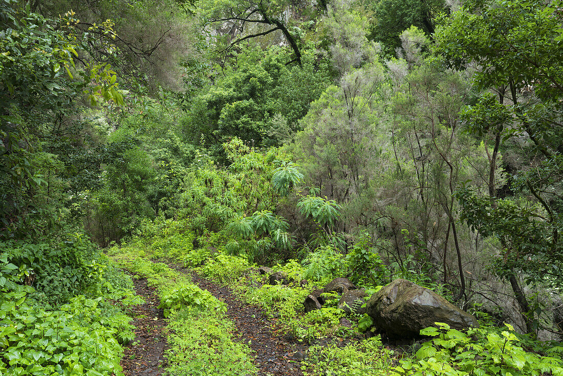 Karrenweg, Los Tilos, island of La Palma, Canary Islands, Spain