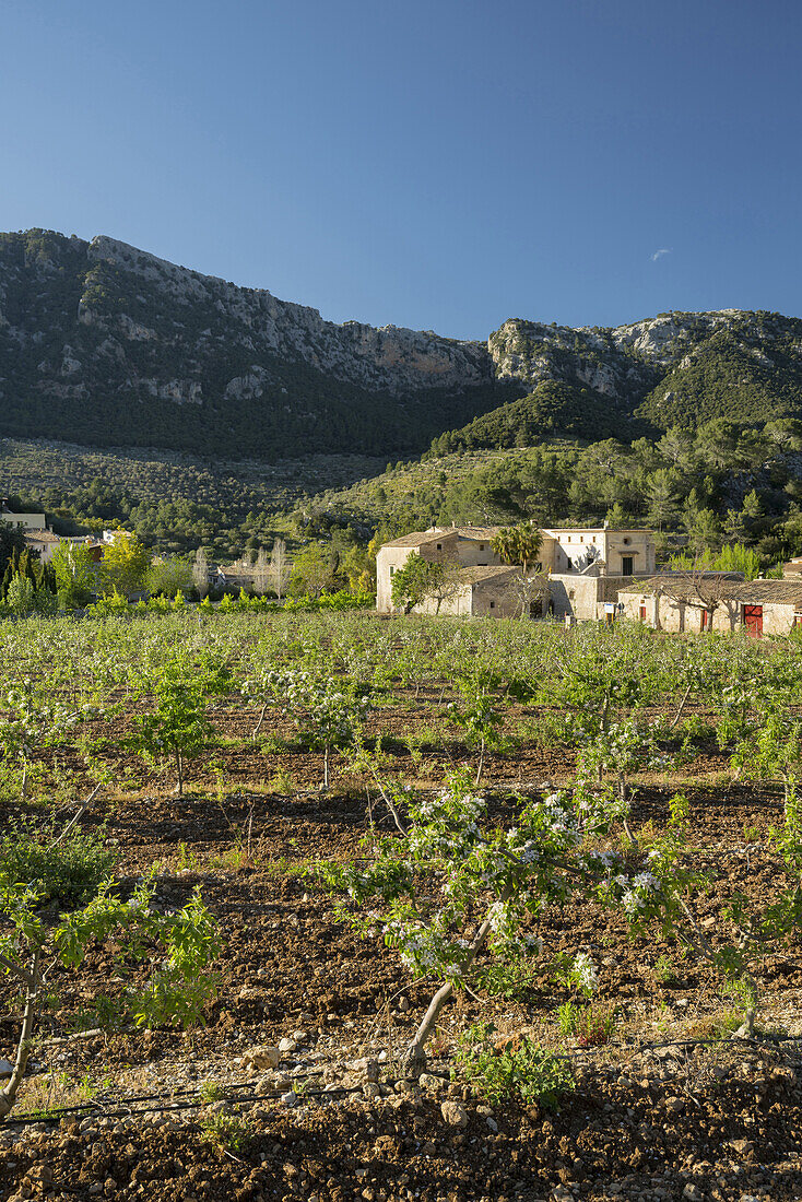 Orient, Mallorca, Balearen, Spanien