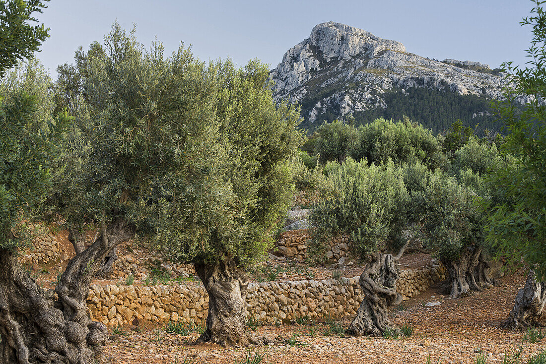 Olivenbäume bei Deia, Mallorca, Balearen, Spanien