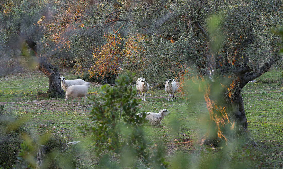 Olivenbäume bei Deia, Schafe, Mallorca, Balearen, Spanien