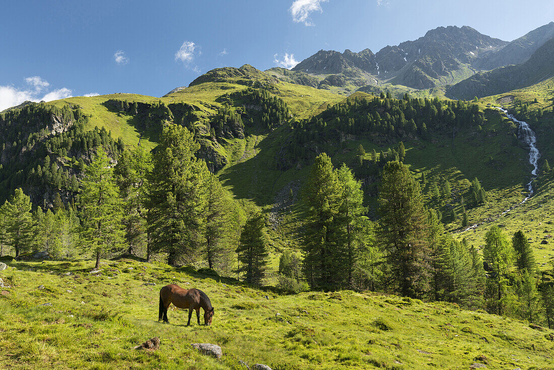Horse in the Debant Valley, National Park Hohe Tauern, East Tyrol, Tyrol, Austria