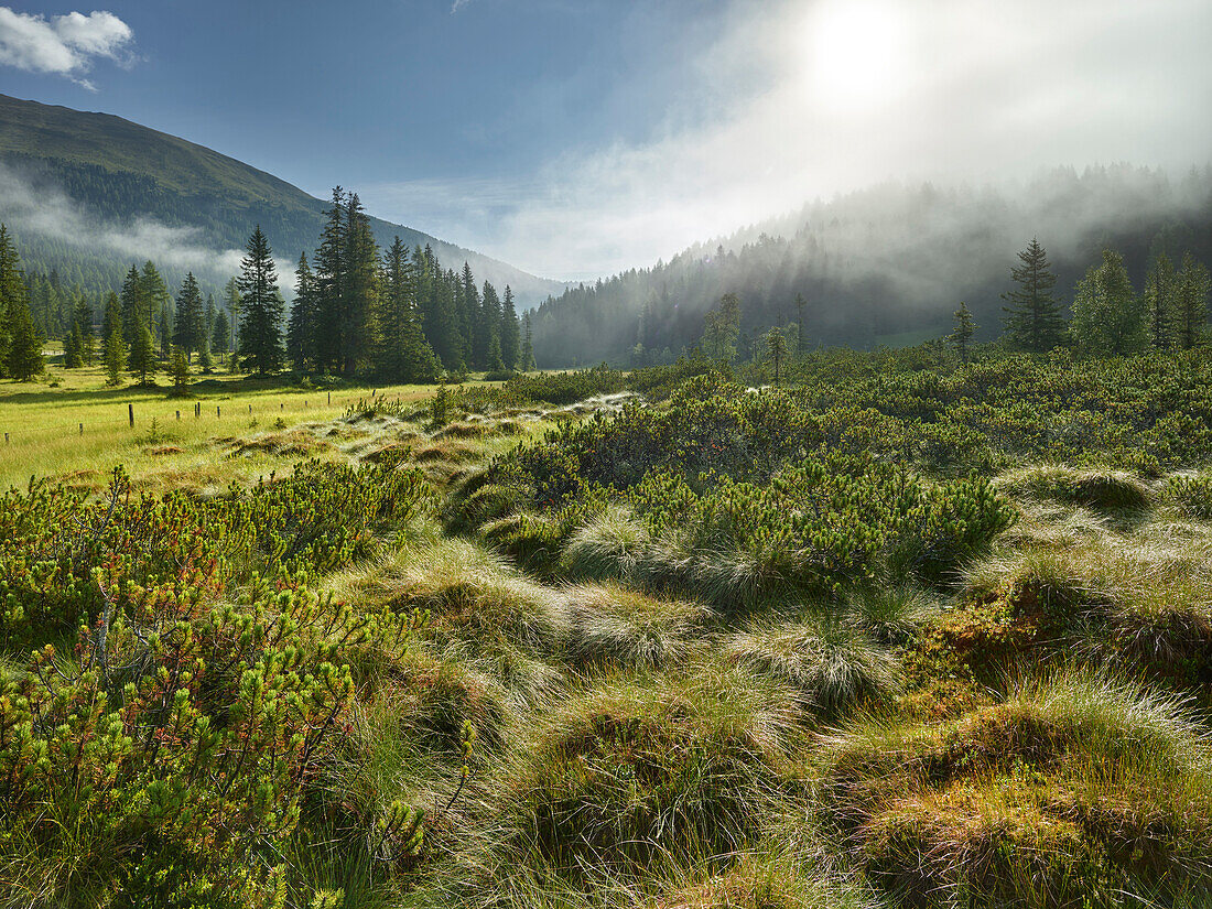 Hochmoor beim Prebersee, Salzburg, Österreich