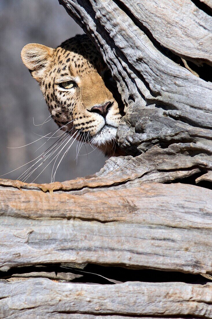 Leopard (Panthera pardus) [CAPTIVE] - Africat Sanctuary - Okonjima, Namibia, Africa.