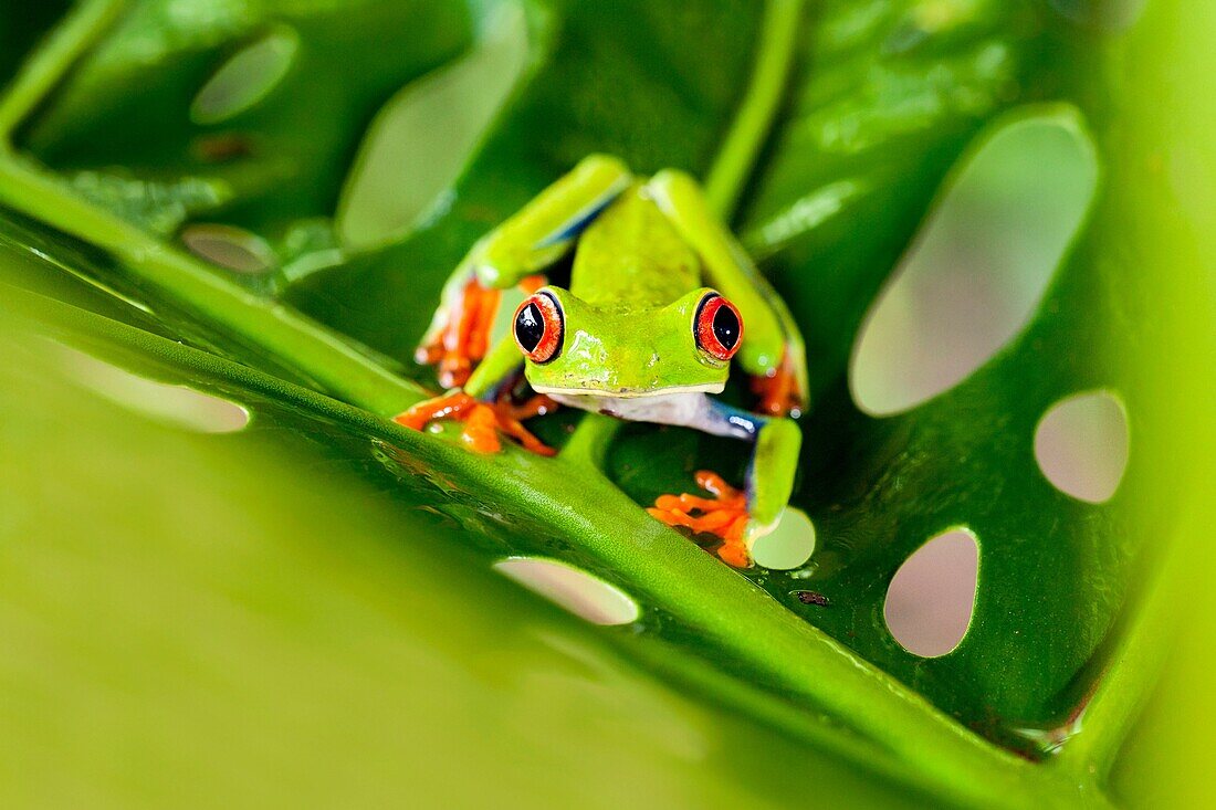 Red-eyed Tree Frog - La Laguna del Lagarto Lodge - Boca Tapada, San Carlos, Costa Rica [Controlled Specimen].