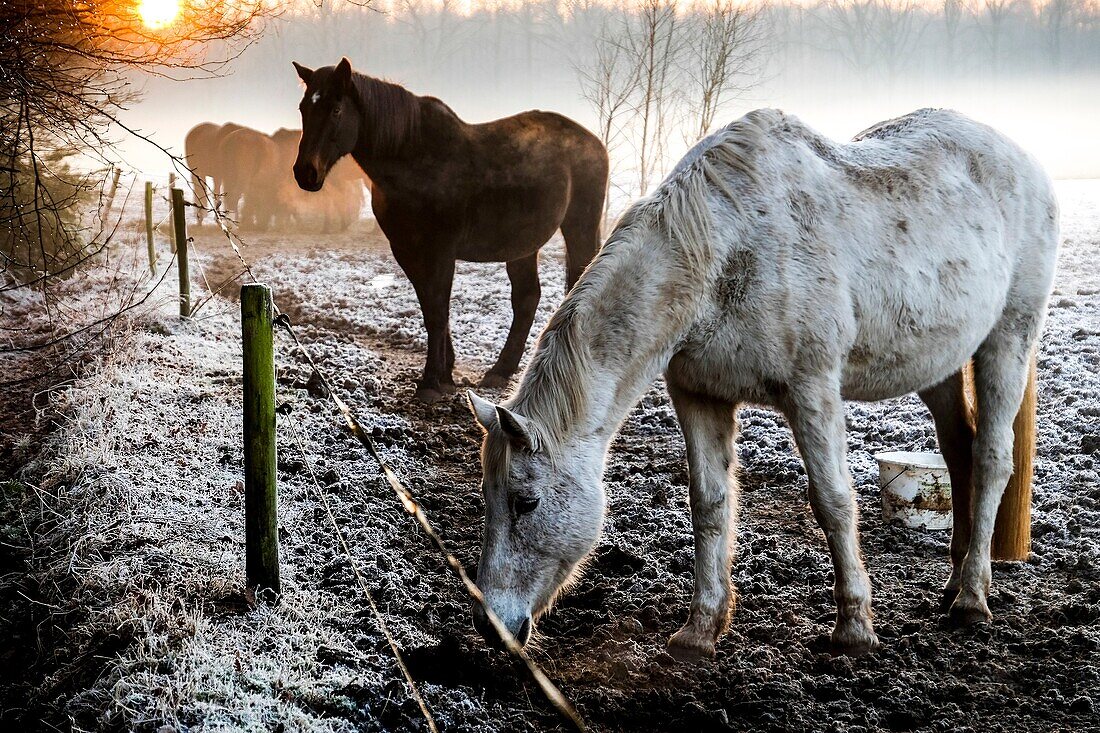 Niederländische neblige Winterlandschaft mit Pferden und einem Sonnenuntergang.