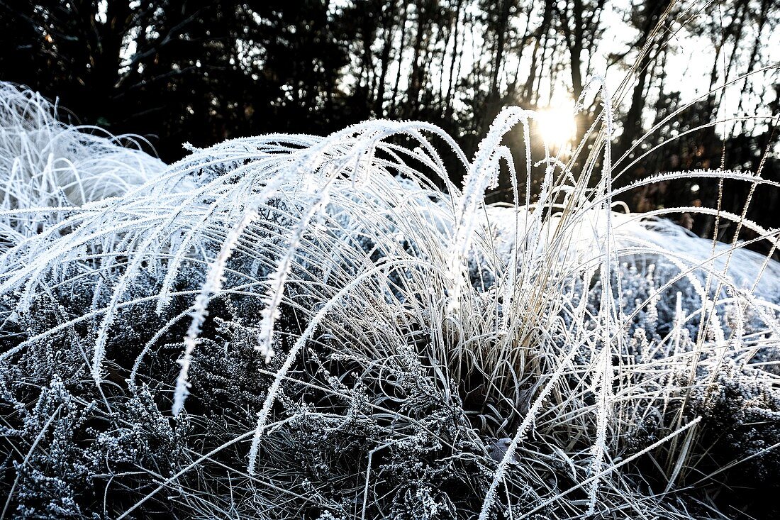 Gefrorene Natur im Winter.