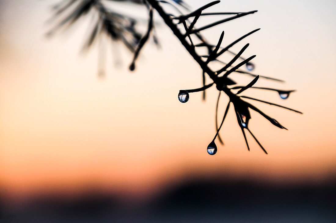 Nahaufnahme von Wassertropfen auf einem Zweig.