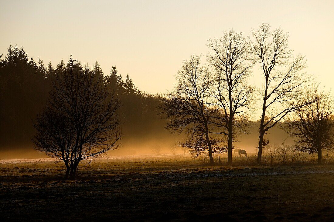 Niederländische neblige Winterlandschaft mit Pferden und einem Sonnenuntergang.