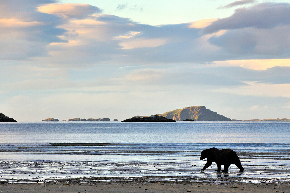 Grizzly Bear (Ursus arctos horribilis) walking on beach along the coast, Katmai national park, Alaska, USA.