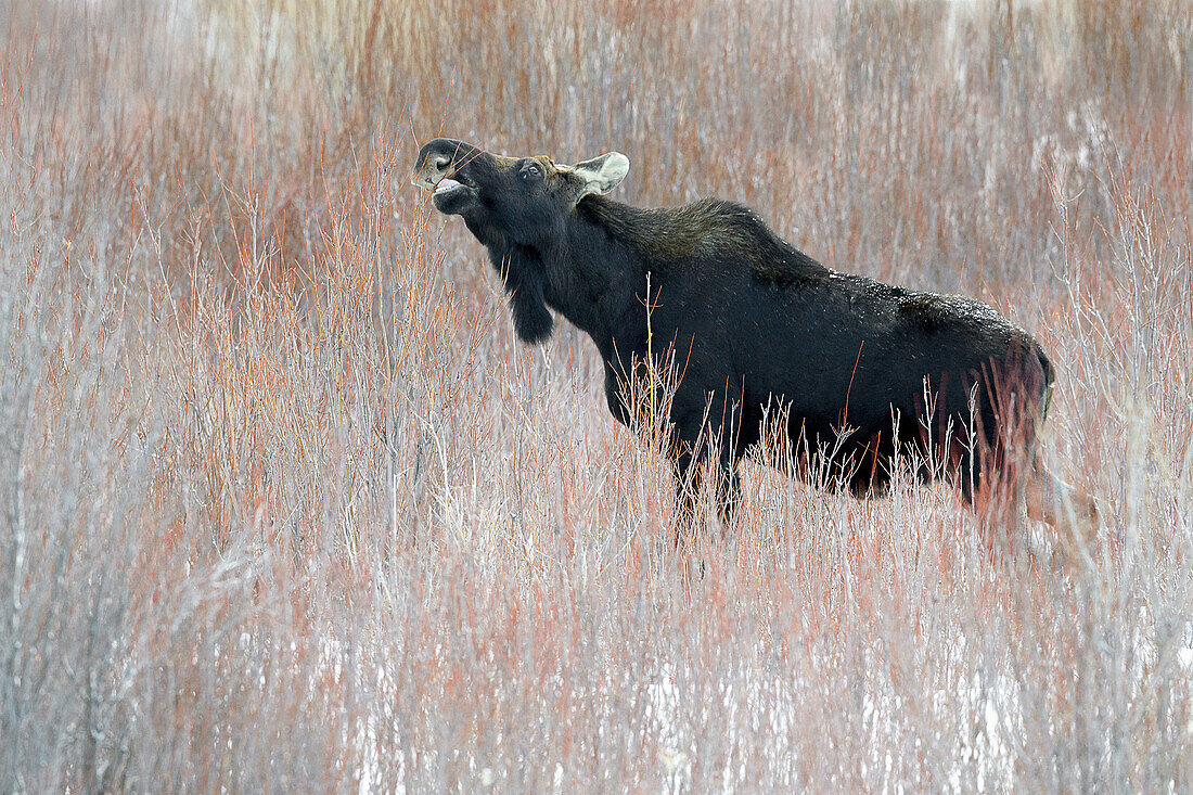 Bull Moose (Alces alces) without antlers foraging in the snow, Lamar valley, Yellowstone National Park, Wyoming, USA.