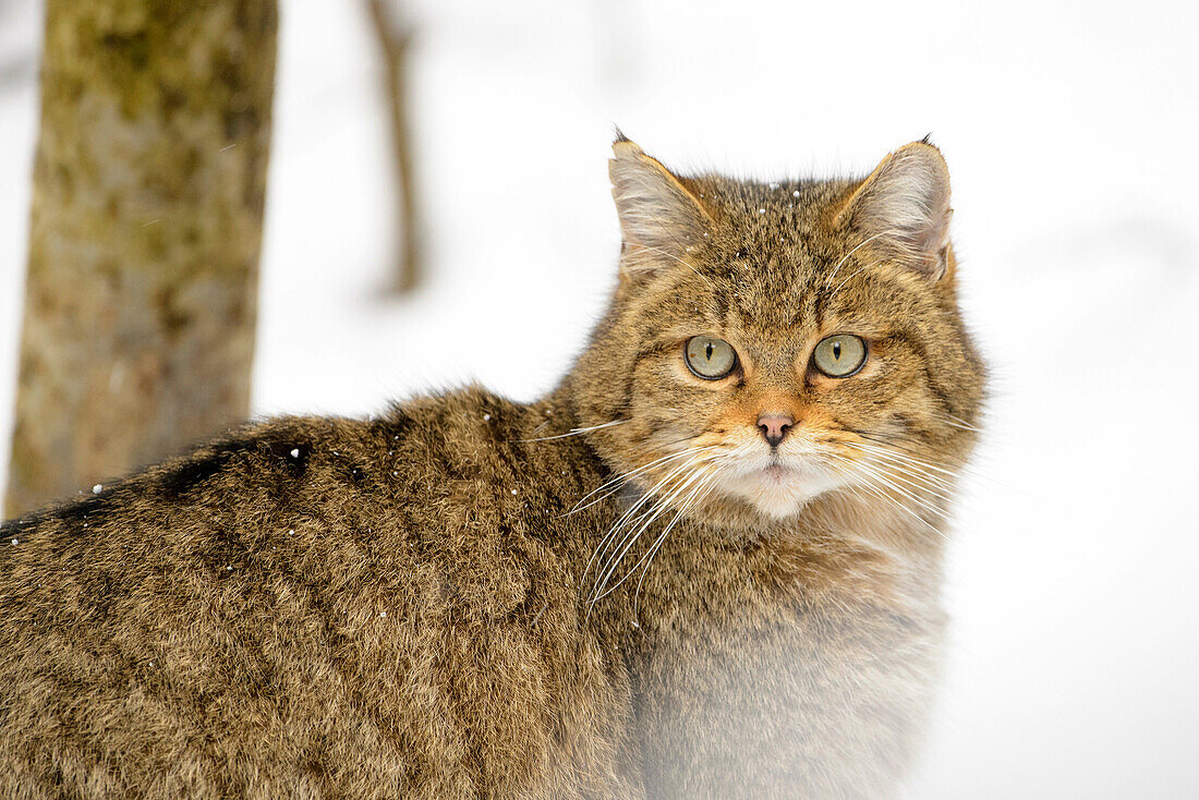 Wild cat (Felis sylvestris), portrait in the snow, looking at camera , controlled situationa, Bavarian Forest, Germany.