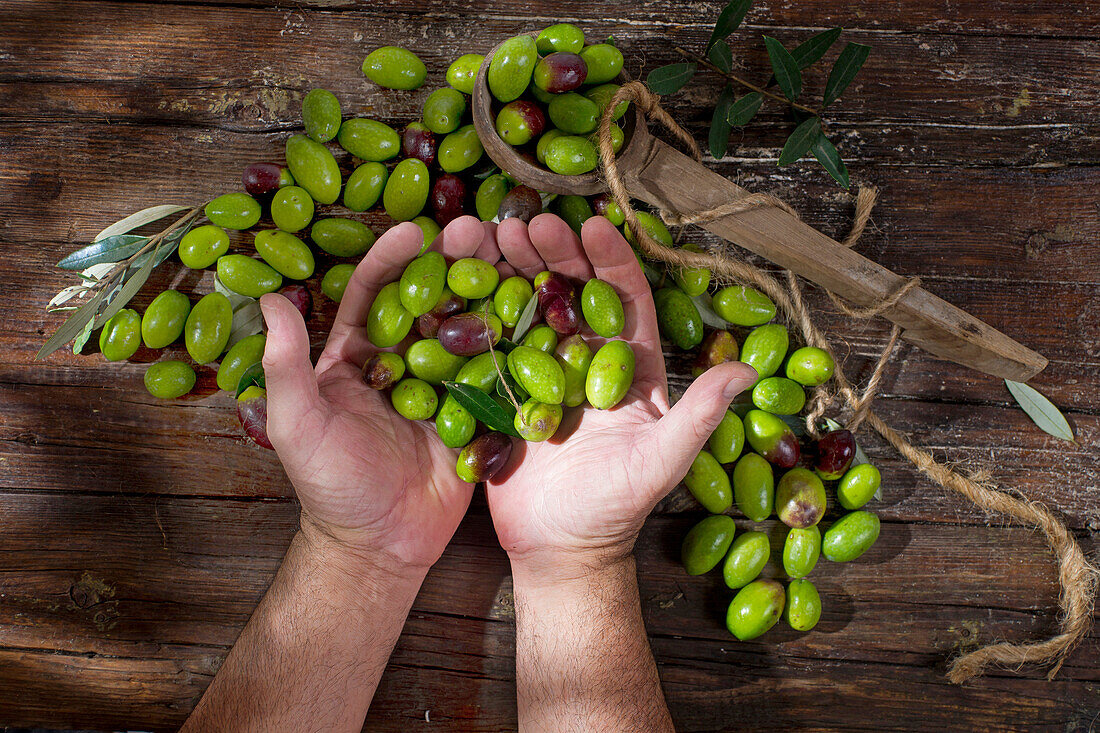 Cleaning and preparation for the brine of the big green olives.