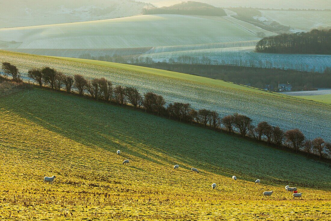 Winter morning in South Downs National Park near Brighton, East Sussex, England.