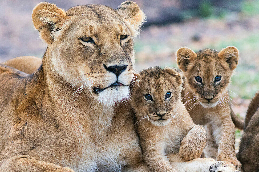 Lioness with two cubs fondleing and two cubs looking in to the camera, Masai mara, Kenya, Africa.