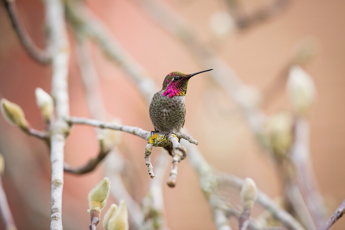 Male Anna's hummingbird (Calypte anna) perched on a branch of a tulip tree.