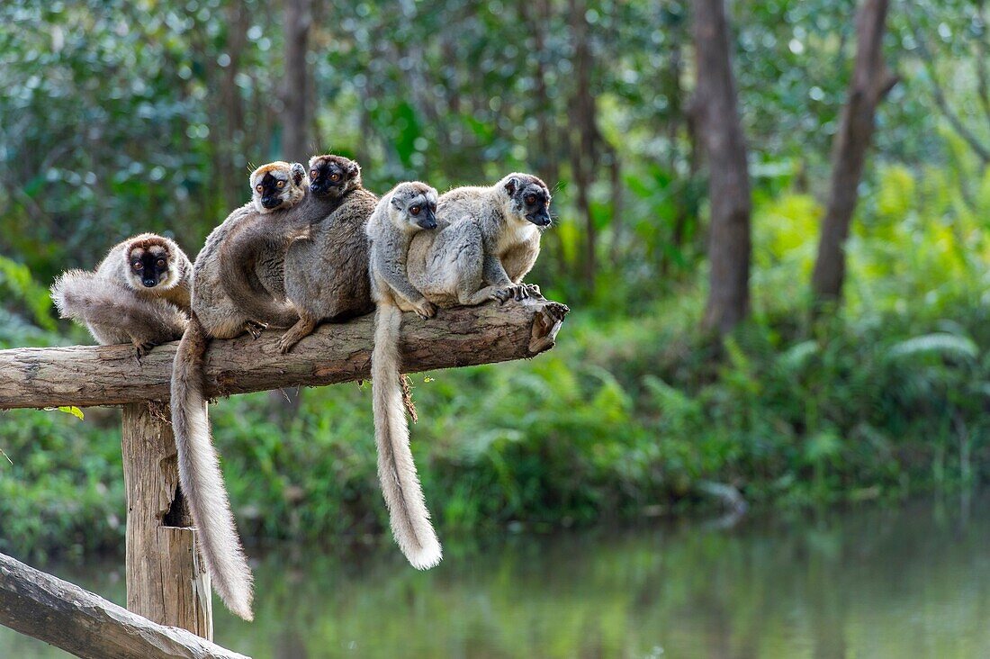 Red-fronted brown lemurs (Eulemur rufifrons) sitting on log, Lemur Island near Perinet Reserve, Madagascar.