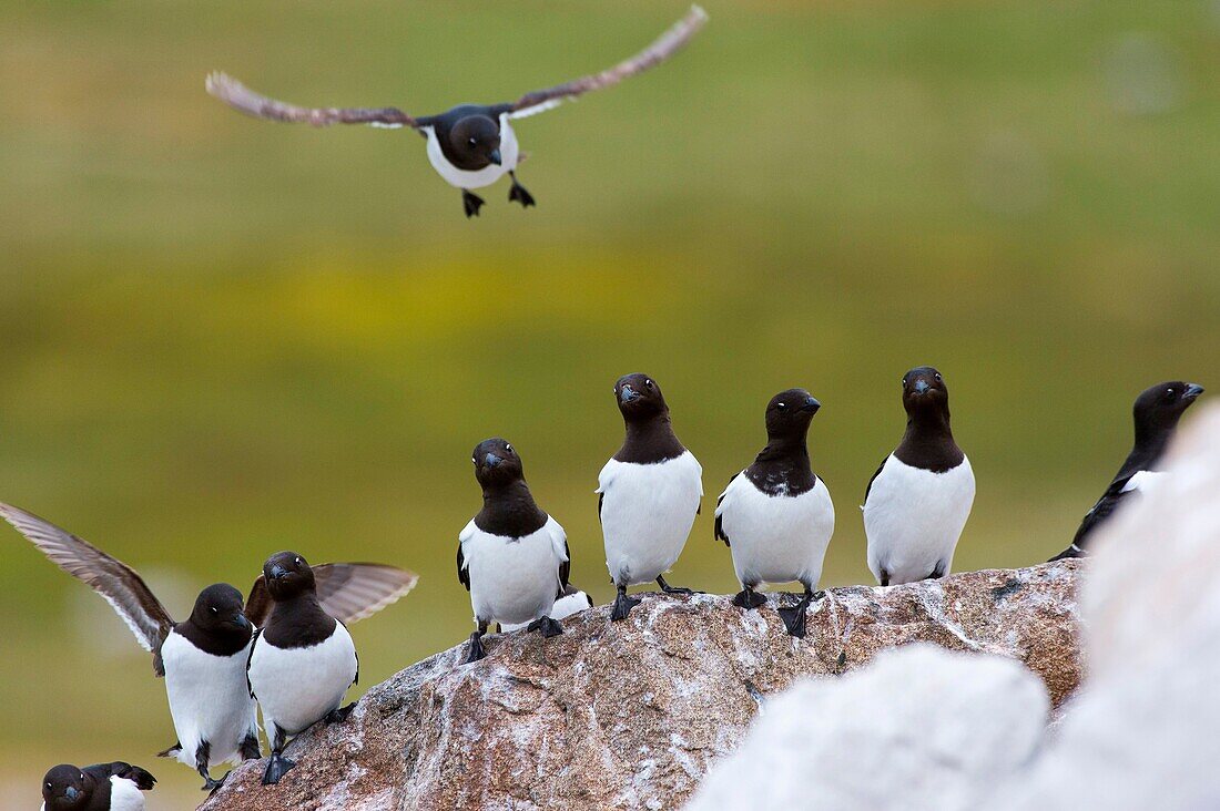 Little auks or dovekies (Alle alle) landing on a rock at their nesting site at a rocky hillside at Varsolbukta in Bellsund, which is a 20 km long sound and part of the Svalbard archipelago of Norway.