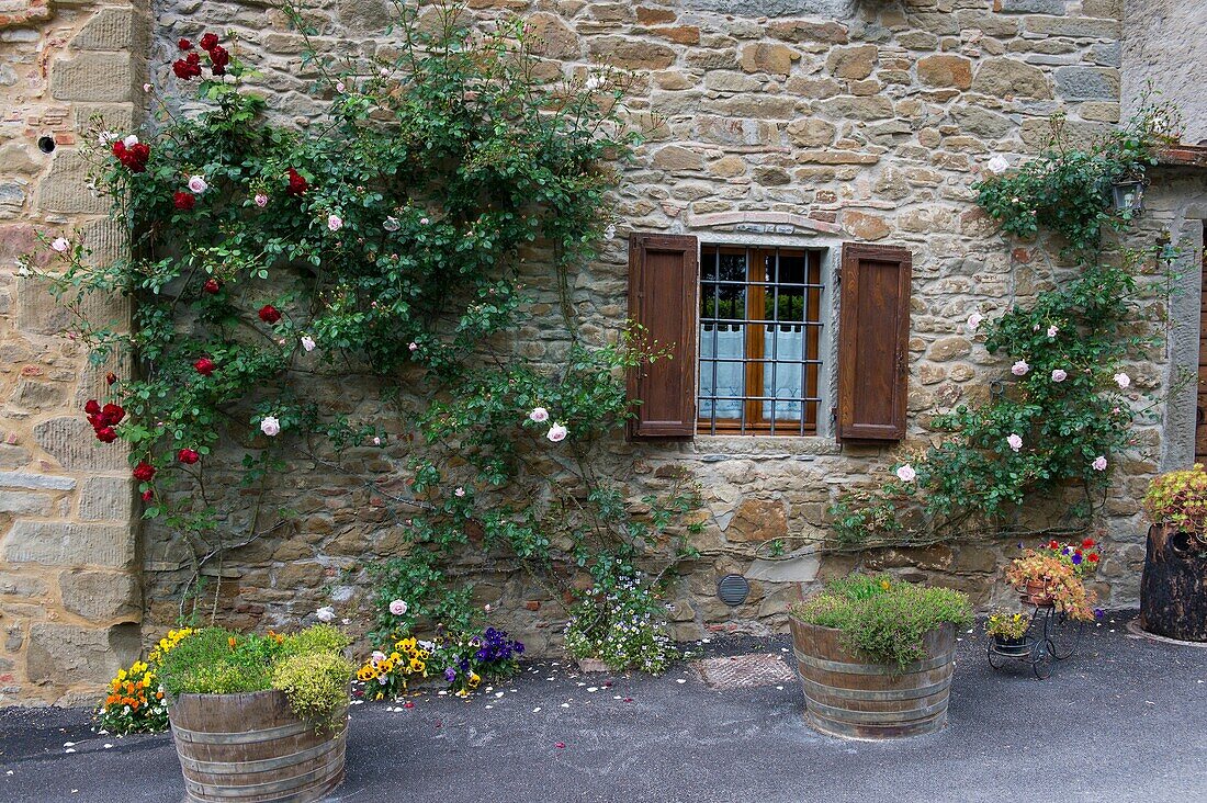 Detail of house with window and flowers in the fortified village of Montefioralle in Tuscany, Italy, near the town of Greve in the Chianti Region.