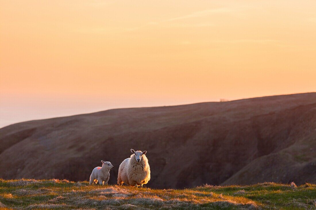 Sheep (Ovis aries) and her lamb on a hillside at Cape St. Mary's Ecological Reserve, Newfoundland, Canada.