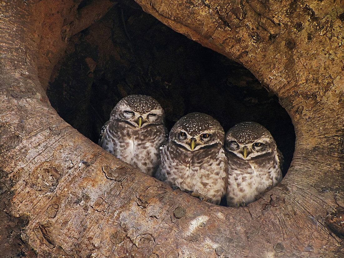 Spotted owlet, Athene brama, Bandhavgarh Tiger Reserve, Madhya Pradesh, India.