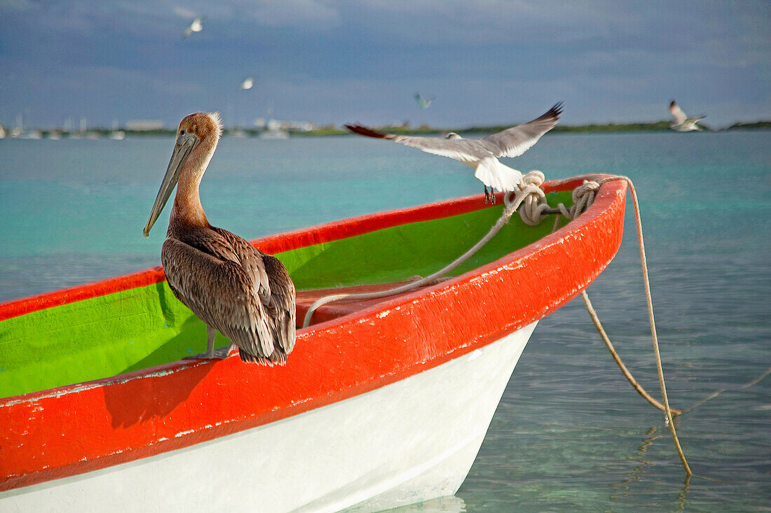 Pelican and birds on the fishing boat … – License image – 71146939 ❘  lookphotos