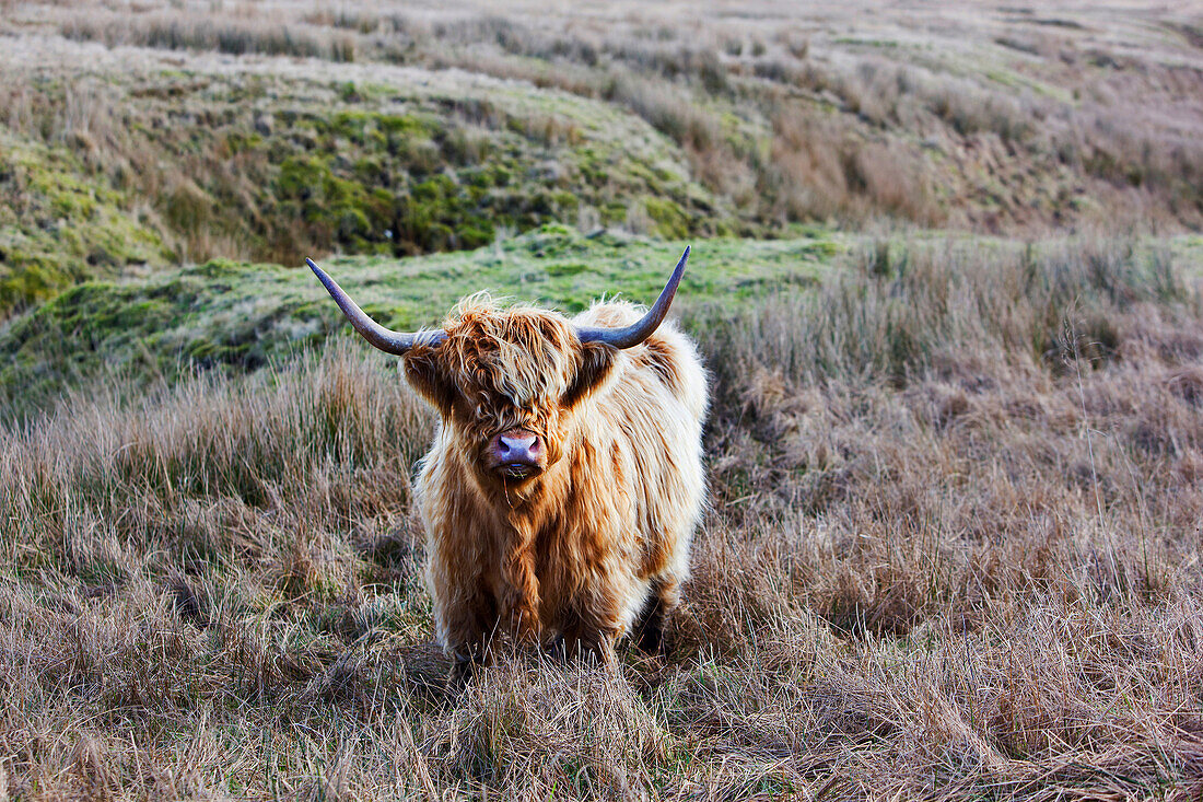 Highland cattle